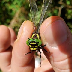 Cordulegaster erronea 154832741 by Will Kuhn. Used under a CC BY 4.0 license.