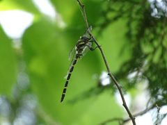 Tiger spiketail 13529423 jun 17 2018 by Reuven Martin. Used under a CC0 license.