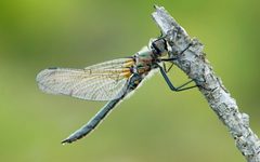 2007-06-10-2598a-Cordulia shurtleffii by D. Sikes. Used under a CC BY-SA 2.0 license.