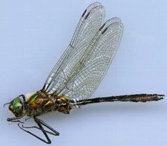 Cordulia shurtleffii by US Army Corps of Engineers. Used under a Public domain license.