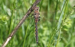 Dragonfly ran-4748 Epitheca cynosura by R. A. Nonenmacher. Used under a CC BY-SA 3.0 license.