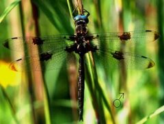 Epitheca princeps by US Army Corps of Engineers. Used under a Public domain license.