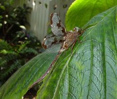 Epitheca princeps2 by Eric Haley. Used under a CC BY 2.0 license.