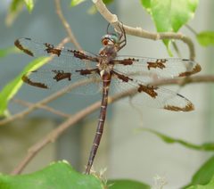 Epitheca princeps3 by Eric Haley. Used under a CC BY 2.0 license.