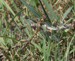 Epitheca princeps P1070292a by 
xpda. Used under a CC BY-SA 4.0 license.