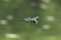 Prince Basketail by Mike Ostrowski. Used under a CC BY-SA 2.0 license.