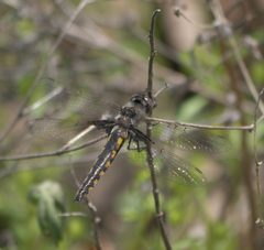 Epitheca semiaquea P1370453a by 
xpda. Used under a CC BY-SA 4.0 license.