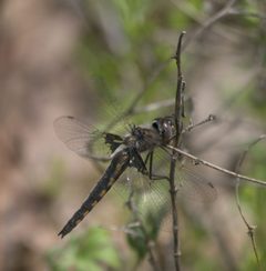 Epitheca semiaquea P1370454a by 
xpda. Used under a CC BY-SA 4.0 license.
