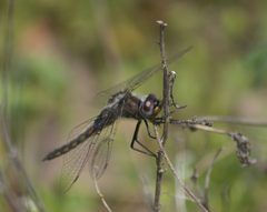 Epitheca semiaquea P1370456a by 
xpda. Used under a CC BY-SA 4.0 license.