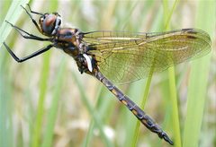Spiny-baskettail-teneral by Raphael Carter. Used under a CC BY-SA 3.0 license.