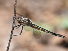 Helocordulia uhleri 282227707 by Jimmy Dee. Used under a CC BY-SA 4.0 license.