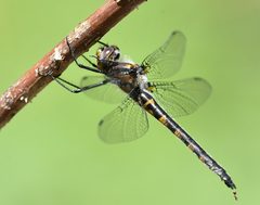 Helocordulia uhleri 282763596 by Jimmy Dee. Used under a CC BY-SA 4.0 license.