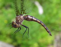 Neurocordulia michaeli 81547848 by Nick Block. Used under a CC BY 4.0 license.