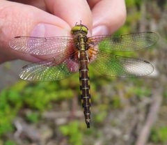 Neurocordulia michaeli 81547885 by Nick Block. Used under a CC BY 4.0 license.
