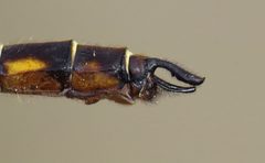 Neurocordulia michaeli 81547895 by Nick Block. Used under a CC BY 4.0 license.