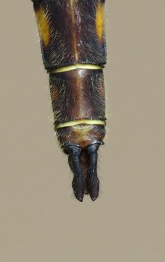 Neurocordulia michaeli 81547900 by Nick Block. Used under a CC BY 4.0 license.
