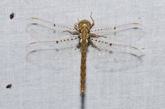 Neurocordulia molesta 137164084 by Chrissy McClarren and Andy Reago. Used under a CC0 license.