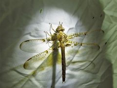 Neurocordulia xanthosoma annikaml 36315823 by Annika Lindqvist. Used under a CC BY 4.0 license.