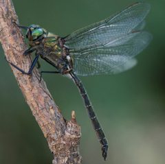 Somatochlora albicincta by D. Sikes. Used under a CC BY-SA 2.0 license.