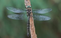 Somatochlora albicincta1 by D. Sikes. Used under a CC BY-SA 2.0 license.