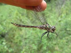 Quebec emerald jul 2 2017 by Reuven Martin. Used under a CC0 license.