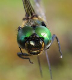 Somatochlora brevicincta 81675042 by Nick Block. Used under a CC BY 4.0 license.