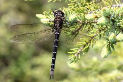 Somatochlora cingulata 56393206 by Maurice Raymond. Used under a CC BY 4.0 license.