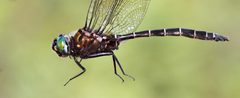 Somatochlora cingulata 59805397 by Maurice Raymond. Used under a CC BY 4.0 license.