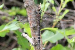 Somatochlora cingulata 62309390 by Maurice Raymond. Used under a CC BY 4.0 license.