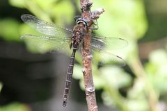 Somatochlora cingulata 62309453 by Maurice Raymond. Used under a CC BY 4.0 license.