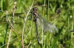 Somatochlora elongata 3973982 by Jimmy Dee. Used under a CC BY-SA 4.0 license.