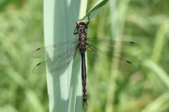 Somatochlora elongata 56289908 by Maurice Raymond. Used under a CC BY 4.0 license.