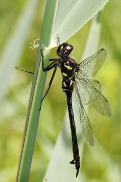 Somatochlora elongata 56289910 by Maurice Raymond. Used under a CC BY 4.0 license.