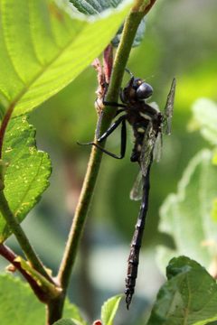 Somatochlora elongata 62864715 by Maurice Raymond. Used under a CC BY 4.0 license.