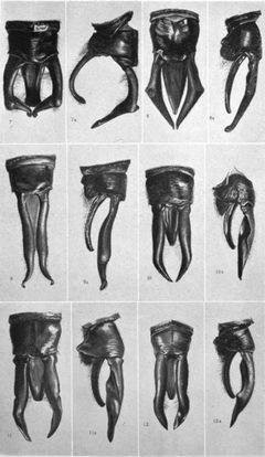 The North American Dragonflies of the Genus Somatochlora - Edmund Walker 1925 - Plate II by Edmund Murton Walker. Used under a Public domain license.