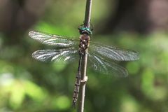 Somatochlora forcipata 61569423 by Maurice Raymond. Used under a CC BY 4.0 license.