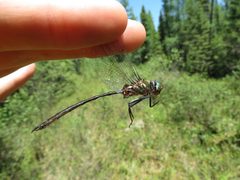 Delicate emerald jul 3 2017 by Reuven Martin. Used under a CC0 license.