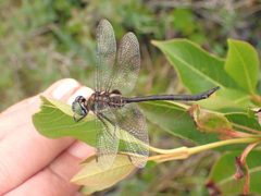 Somatochlora franklini 171382581 by Louis Imbeau. Used under a CC BY 4.0 license.