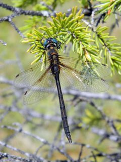 Somatochlora franklini 95496772 by Louis Imbeau. Used under a CC BY 4.0 license.
