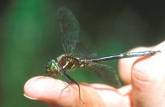 Somatochlora hineana by wikipedia. Used under a Public domain license.