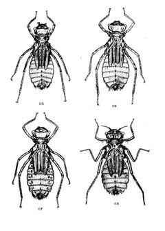 The North American Dragonflies of the Genus Somatochlora - Edmund Walker 1925 - Plate XIX by E. M. Walker. Used under a Public domain license.