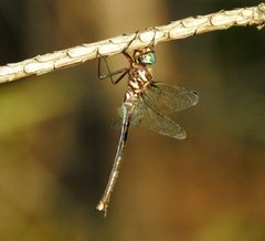 Somatochlora margarita 62650209 by nmoorhatch. Used under a CC BY 4.0 license.
