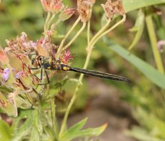 Somatochlora semicircularis 190329091 by Laura Gaudette. Used under a CC BY 4.0 license.