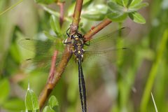 Somatochlora semicircularis 75632903 by Ryan Durand. Used under a CC BY 4.0 license.
