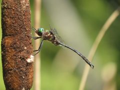 Clamp-tipped emerald by Reuven Martin. Used under a CC0 license.