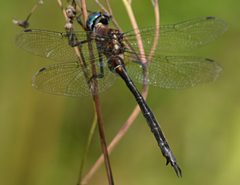 Somatochlora tenebrosa 32878078 by Jimmy Dee. Used under a CC BY-SA 4.0 license.