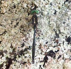 Somatochlora tenebrosa 44019663 by pbedell. Used under a CC BY-SA 4.0 license.