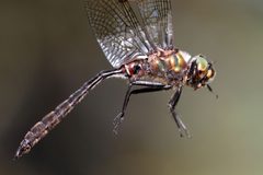 Somatochlora whitehousei maurice13 55392646 by Maurice Raymond. Used under a CC BY 4.0 license.
