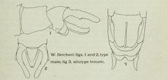 Williamsonia fletcheri genitalia illustration - E B Williamson by Williamson, Edward Bruce. Used under a Public domain license.