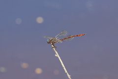 Aphylla protracta 2860596 by Laura Gaudette. Used under a CC BY 4.0 license.
